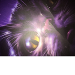 Warrior Cats Roleplay Group.