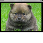 Cute Animal's Forever!