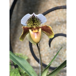 Peachy flowers_11
