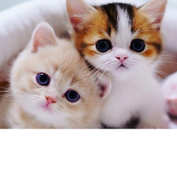 cat world :D
