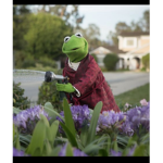 The Little Froggies