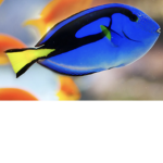 Fish Fun!
