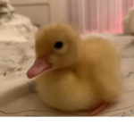 Duck n’ days