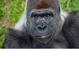 survial the banana the killer