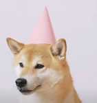 doge celebrations