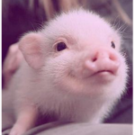 Piglet crew