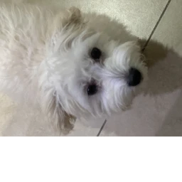 Dog icon
