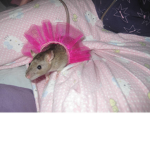 RATS OF THE RAT GIRLAS