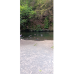 enten gang x2.0