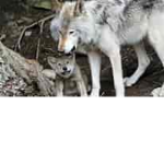 Offical Wolfy Fan group