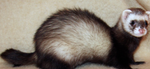FERRET GROUP <3
