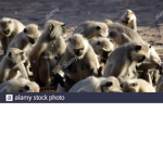 Purge Monkeys