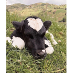 Addie’s cows