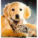 Dog and cat lovers unite