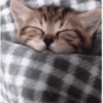 Animala
