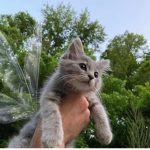 KITTYV0L