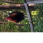 Chicken rooster