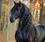 Friesian
