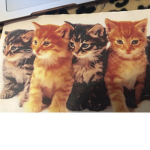 I gatti