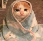 =Team kitty=