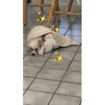 D̶e̶m̶o̶n̶ S̶l̶a̶y̶e̶r̶ F̶a̶n̶ C̶l̶u̶b̶