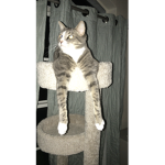 Dereks Cat
