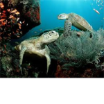 Turtles r epic