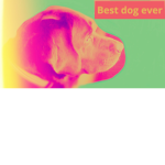 THE DOGS! RULE!!!