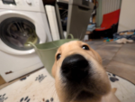 Mama_koko