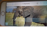 Elephants Eat!