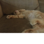 #cattttts