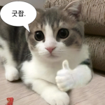 • 비니 팬 그룹 •