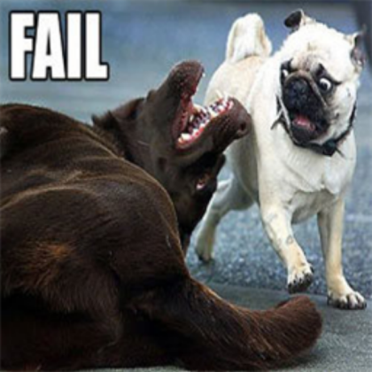 funny dog lol Roblox decal