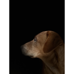 Mangy mutt