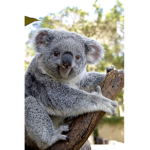 The koala fan clup