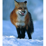foxy buds