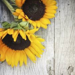 Sunflower Love