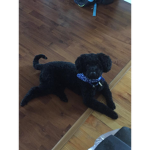doge pack :3
