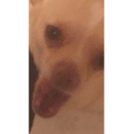 Hi pal how is it going