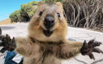 Quokka united