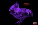 The purple roosters compels