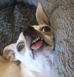 一隻狼的窩
