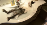 Bunny in the bath