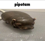 GANGSTERZY PETERA