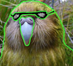 The kakapo army