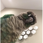ari the birb