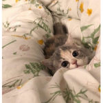 Kiki2ky