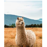 B you llama word