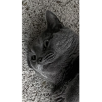 Epic Kitty Gamers
