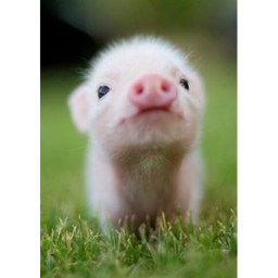Pig Meeting Room